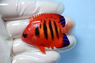 海水魚 | NMCオンラインショップ