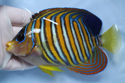 海水魚 | NMCオンラインショップ