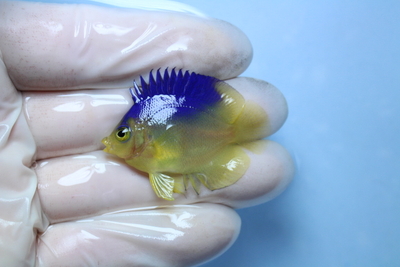 コリンズピグミーエンゼル 国内ブリード