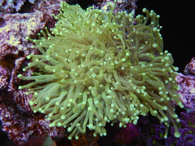 AUS ハナサンゴTorchCoral Green L