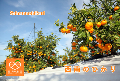 西南のひかり わけあり 5kg（送料込）