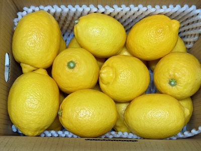 レモン 2.5kg（送料込）