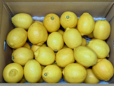 レモン 5kg（送料込）