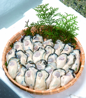 生食用美能牡蠣むき身 1.5ｋｇ(500ｇ×3）