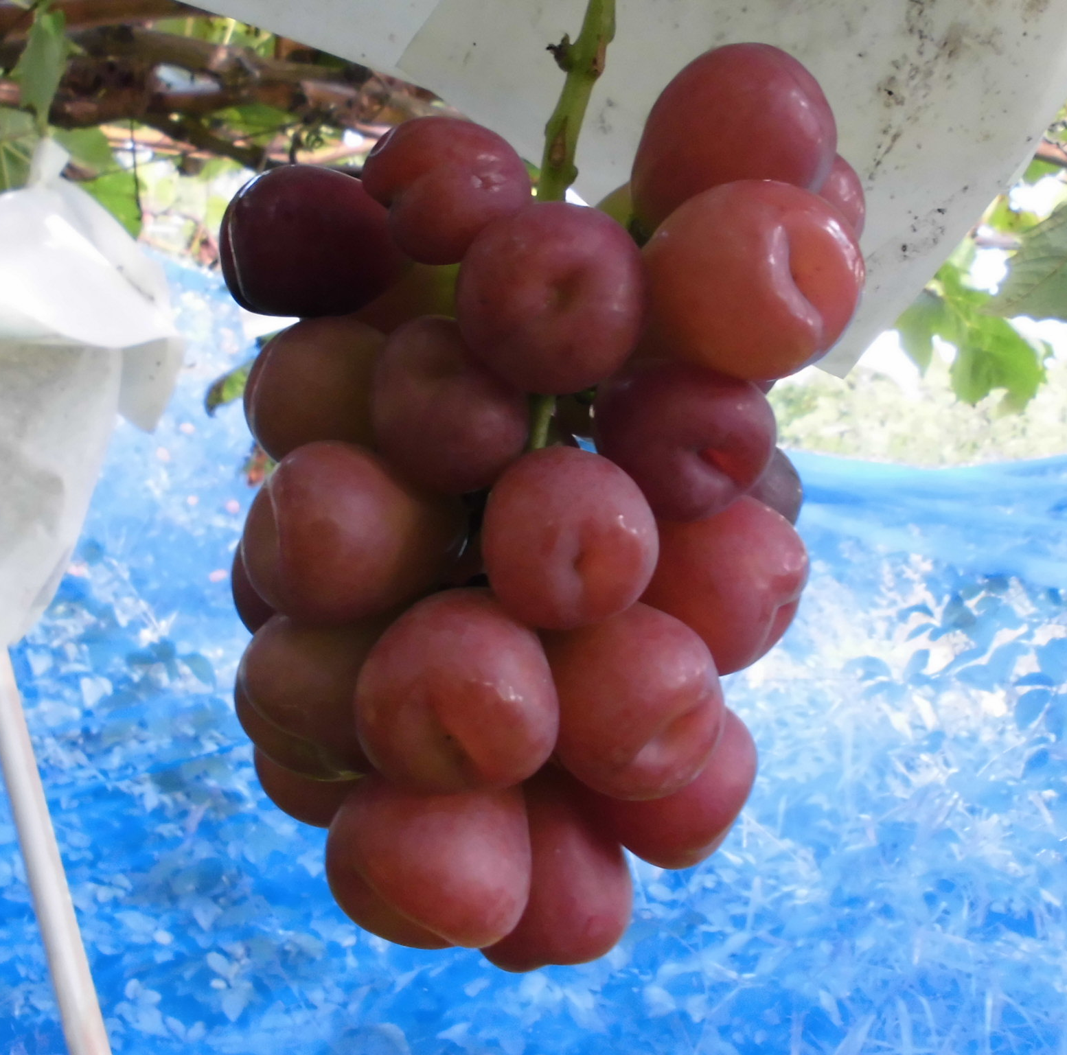 希少品種!! 「マイハート」 特秀 11房5キロ JAふくしま未来 厳選 マイハート1房 500g以上 ハート形のかわいい葡萄【2025年発送