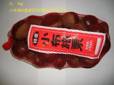 信州　小布施栗　早生種　2Ｌ玉