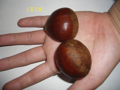 信州小布施栗　Ｌ玉1.1キロ10%アップ　銀寄/筑波等（中生品種）