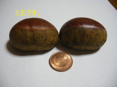 信州　小布施栗　3Ｌ玉1.1キロ10％増量　銀寄/筑波等（中生品種）