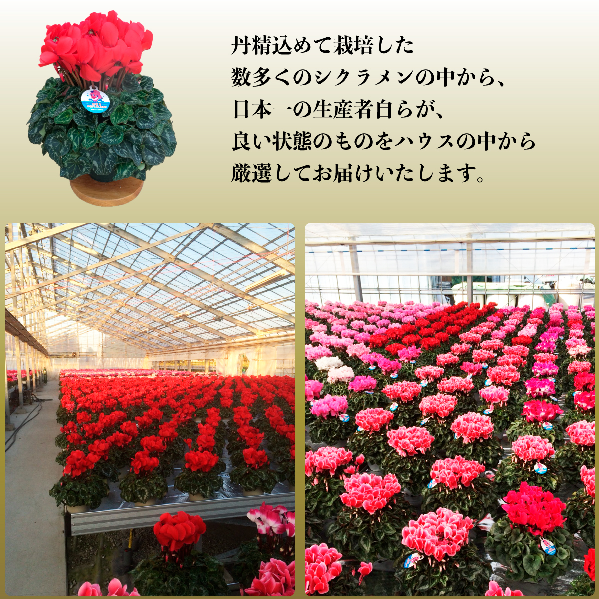 根本園芸オンラインストア
