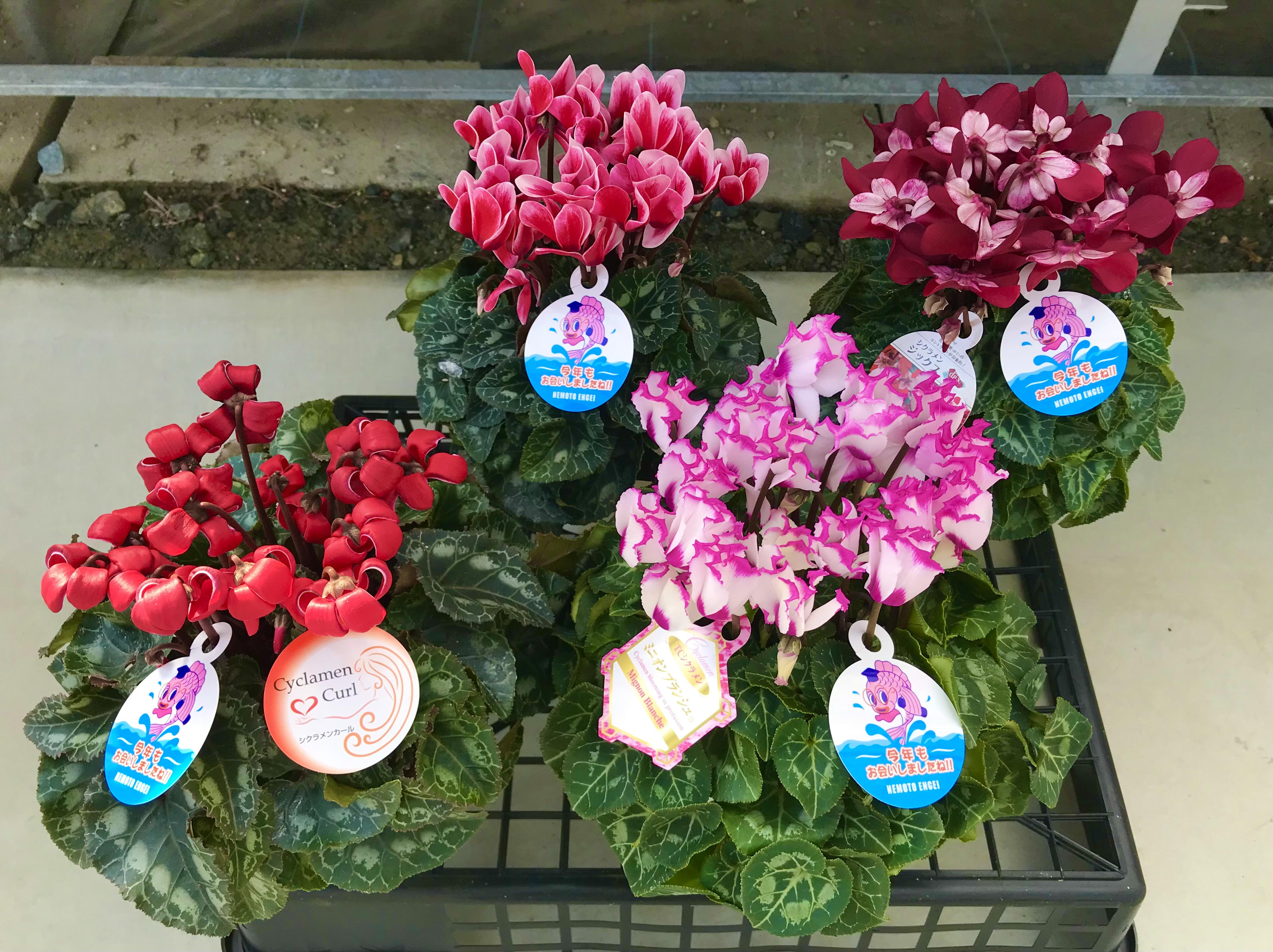 ミニシクラメン4鉢 Aセット 根本園芸