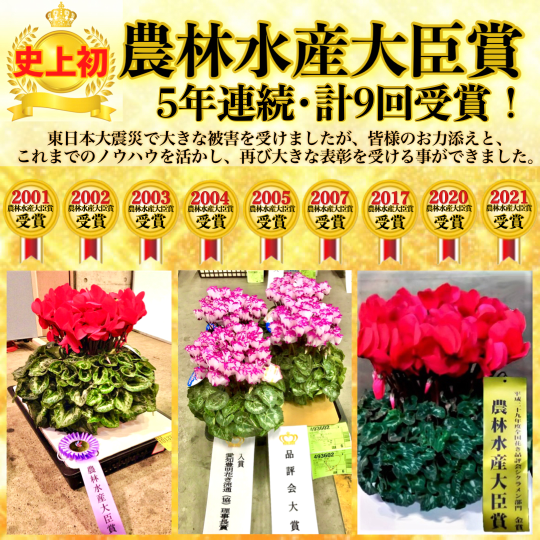 シクラメン（シューベルト）_5号 | 根本園芸オンラインストア