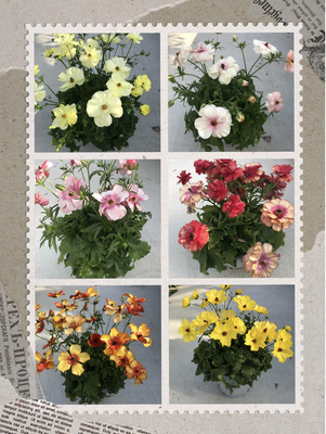 ラナンキュラスラックス ベスタリス 6号 送料無料 | 根本園芸