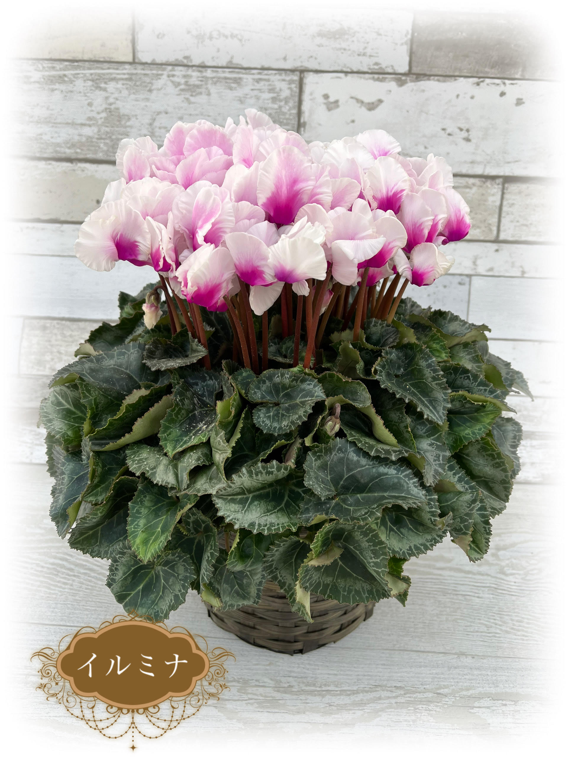 シクラメン様専用 シクラメン】星野民藝1 テーブル シクラメン様専用