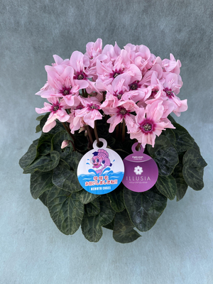 シクラメン（イリュージア5号）