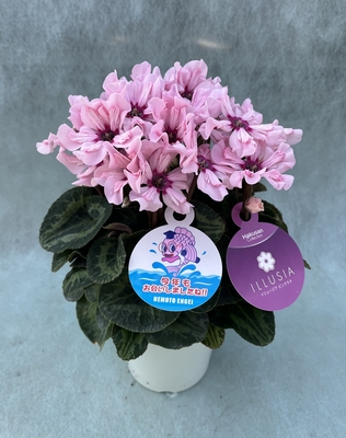 シクラメン（イリュージア4号）