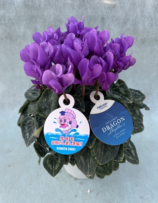 シクラメン（ドラゴンディープブルー４号）