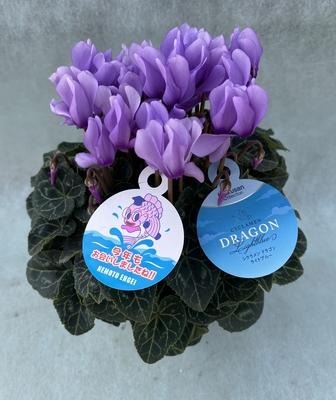 シクラメン（ドラゴンライトブルー４号）