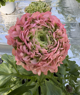 ラナンキュラスポンポンシリーズ　　アリス　5号