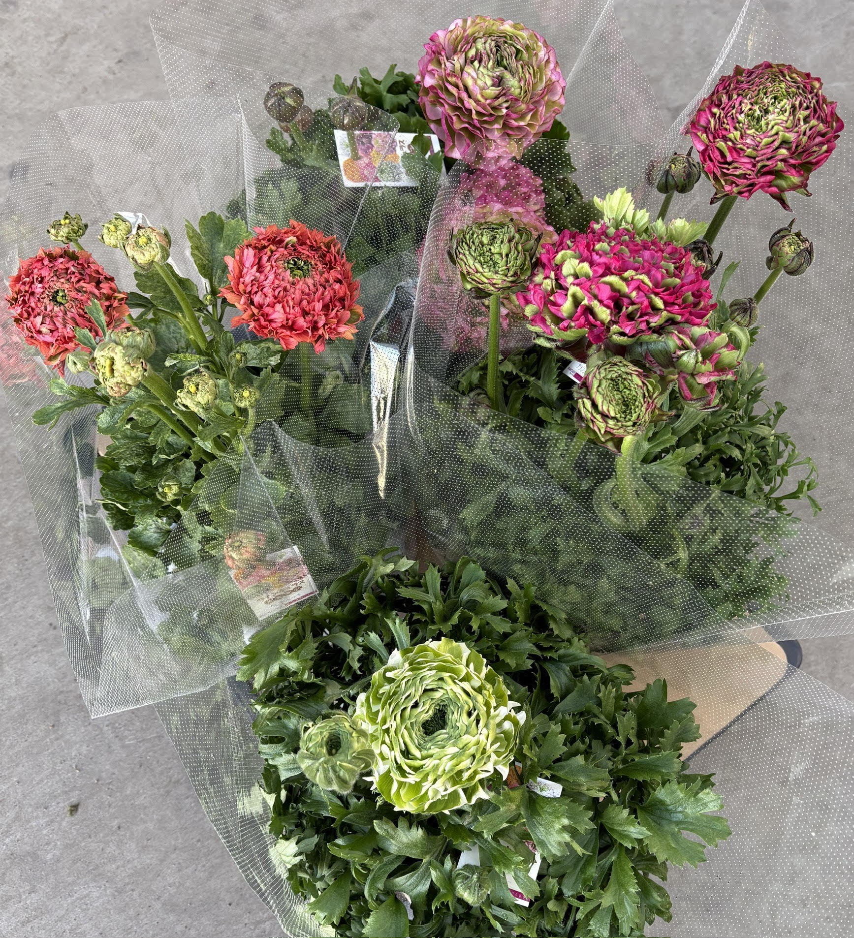 根本園芸オンラインストア