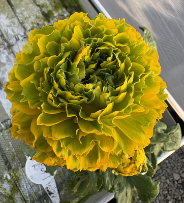 ラナンキュラスポンポンシリーズ　　ルナ　5号