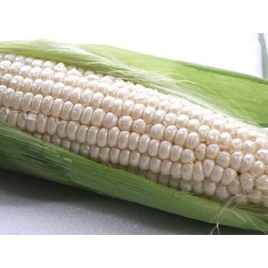 産直　とうもろこし（シャイニングコーン）10本