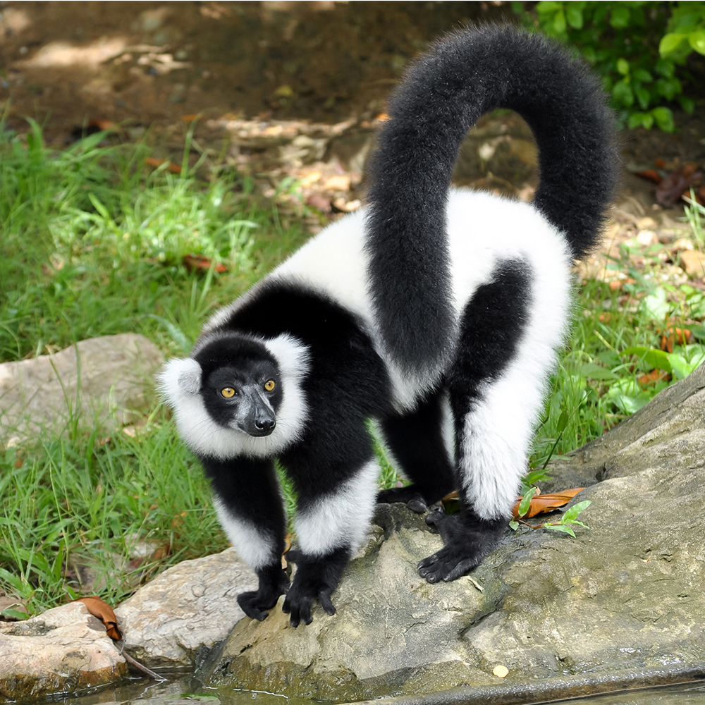 クロシロエリマキキツネザル／ラベンダーmix｜ソックス・靴下 | Miita