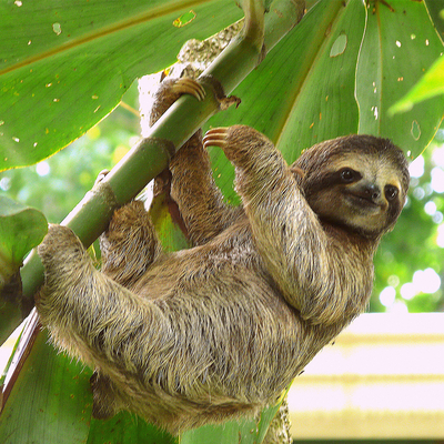 ナマケモノ｜ソックス・靴下 | Miita