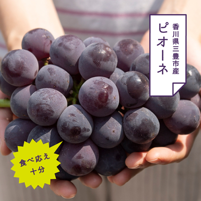 ピオーネ 1房入りギフト（約600kg房）【8月中旬頃～発送予定】