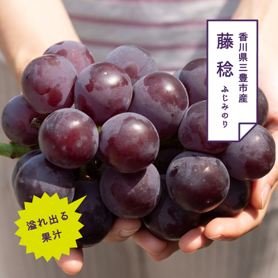 藤稔 1房入りギフト（約600kg房）【8月上旬頃～発送予定】