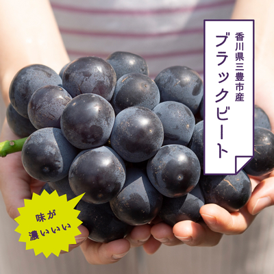 ブラックビート 1房入りギフト（約600kg房）【8月上旬頃～発送予定】