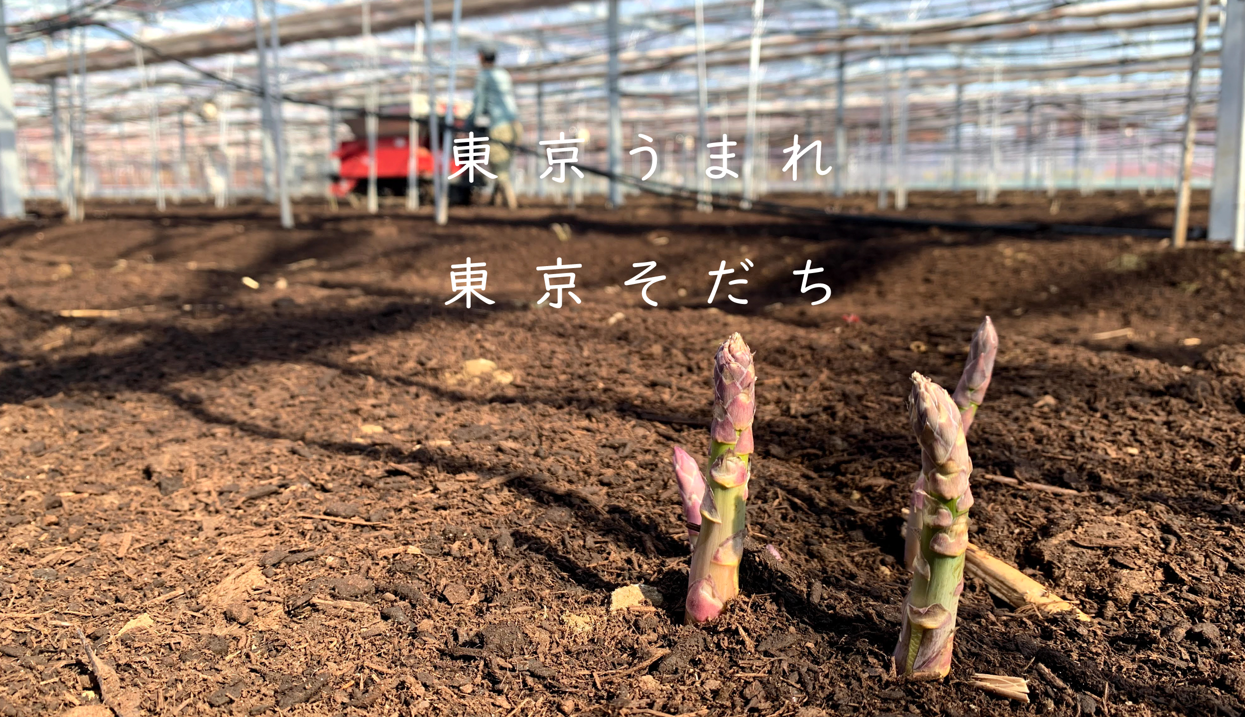 練馬区 白石農園 - 東京産アスパラガス -