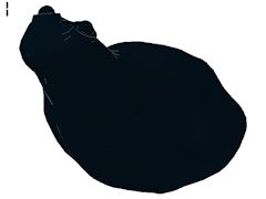 カエル[黒]
