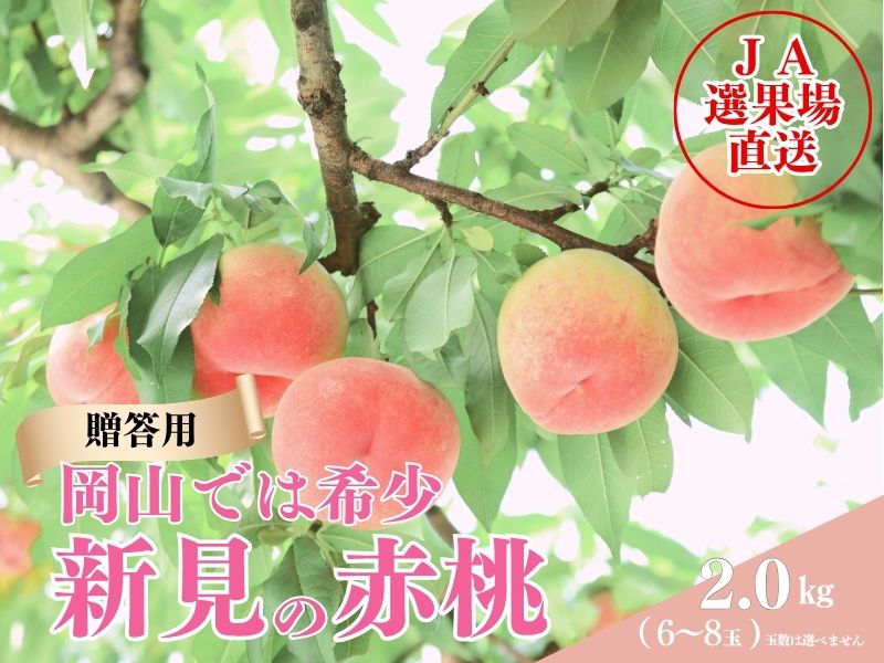 新見赤桃 2kg | 晴れの国岡山オンライン