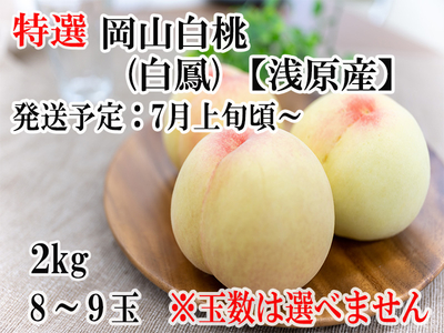 【特選】岡山白桃（白鳳）【倉敷市浅原産】