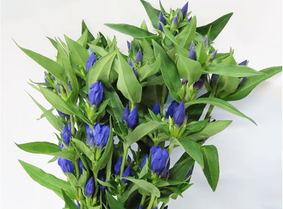 晴れの国様 JA晴れの国岡山