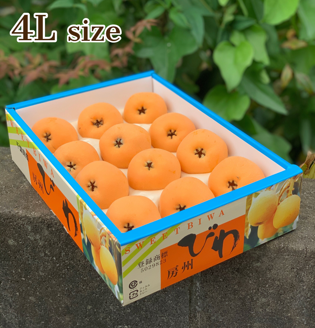 ー房州びわー 化粧箱4Lサイズ12個入り | きしの屋オンラインストア