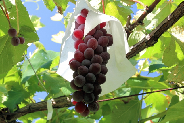 高畠ワイナリー／高畠新酒2025 白辛口 720ml | 上杉城史苑ネットショップ