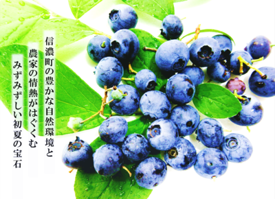 販売期間外：採れたて！信濃町産ブルーベリー(200g入×4パック) | 道の