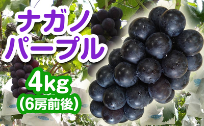 長野県産 ナガノパープル 4kg（6房前後）送料込み