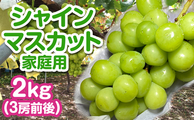 長野県産 シャインマスカット 家庭用 2kg（3房前後）送料込み