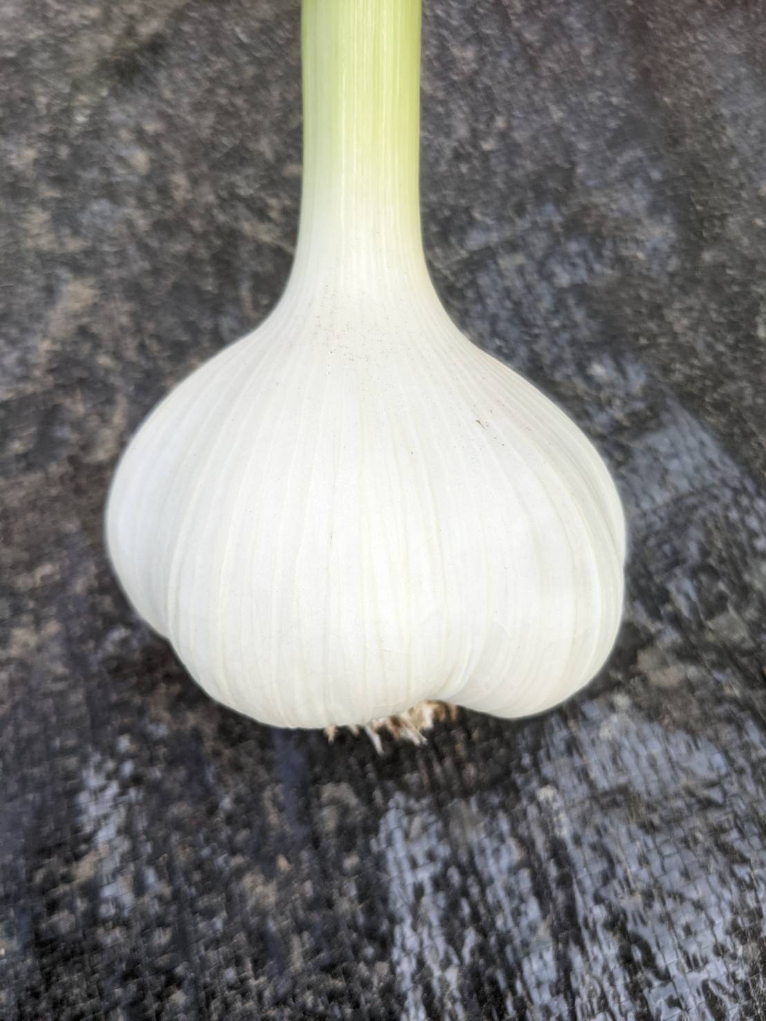 野菜 ニンニク ホワイト６片 税込み サイズ 大 １０個前後 編み込み ニコニコ農園 鳥や