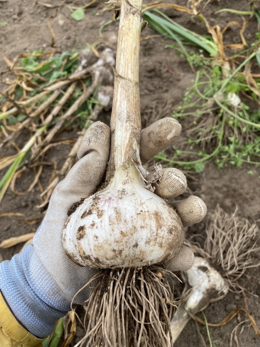 野菜 ニンニク ホワイト６片 税込み サイズ 大 １０個前後 編み込み ニコニコ農園 鳥や