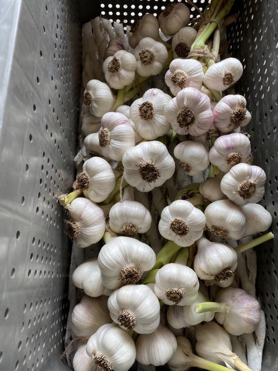 野菜 ニンニク ホワイト６片 税込み サイズ 大 １０個前後 編み込み ニコニコ農園 鳥や