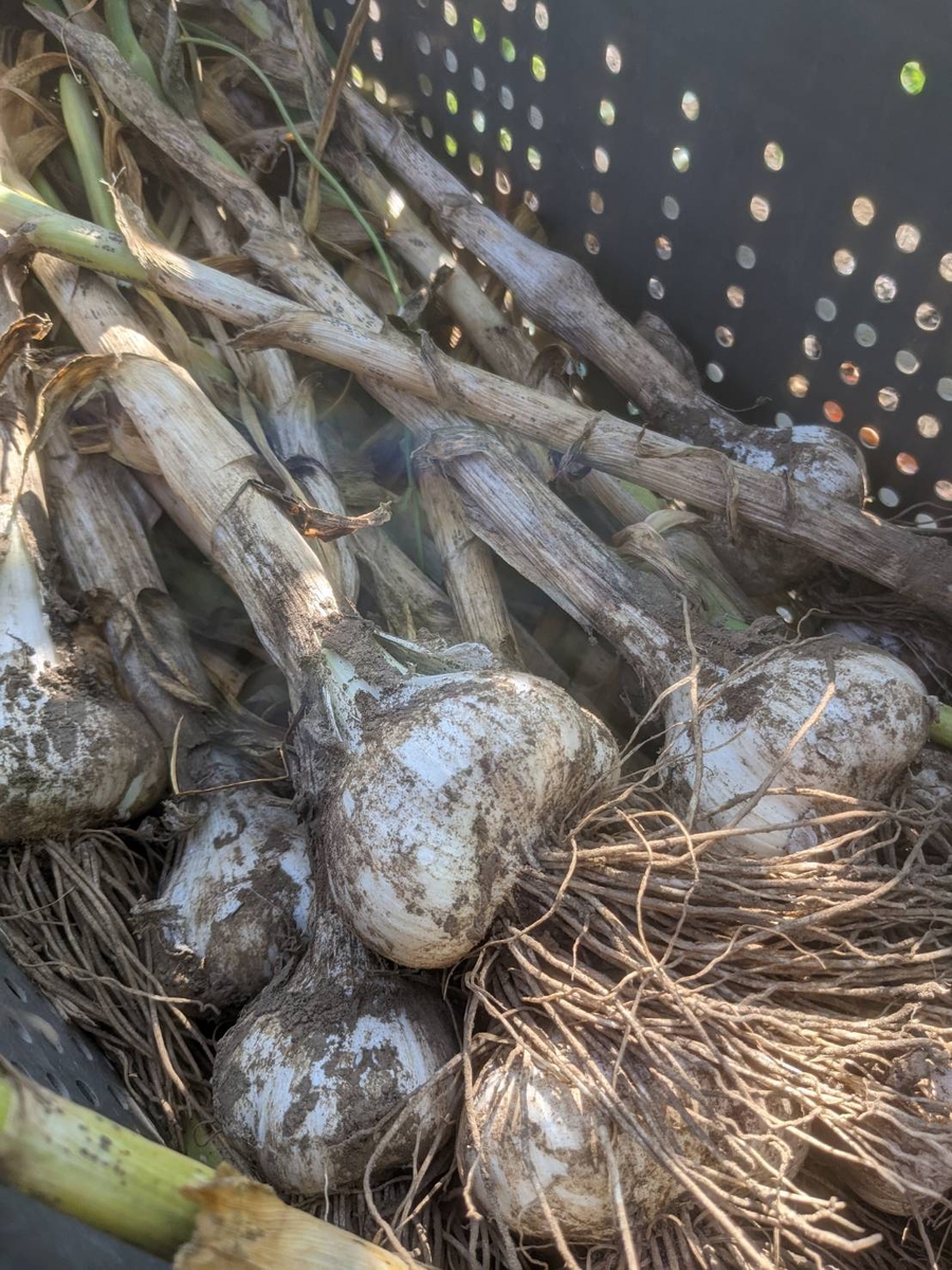 野菜 ニンニク ホワイト６片 税込み サイズ 大 １０個前後 編み込み ニコニコ農園 鳥や