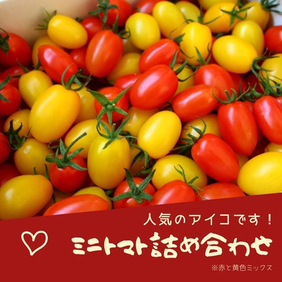 ミニトマト詰め合わせ（アイコ）