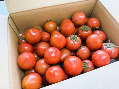 【糖度8.5度以上】スーパー麗月 小玉 2kg|数量限定セール