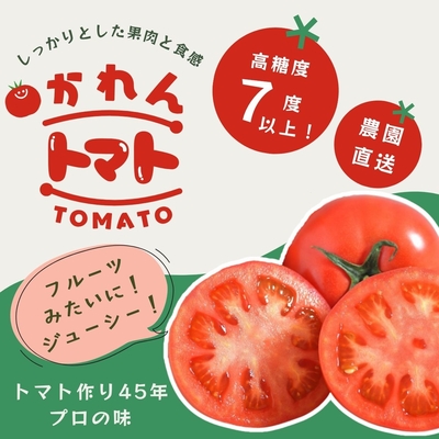 【糖度7度以上】果肉しっかりトマト「かれん」