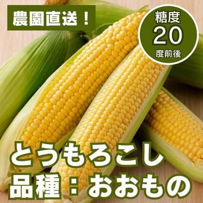 糖度20度前後!朝採れとうもろこし「おおもの」3kg7~10本前後