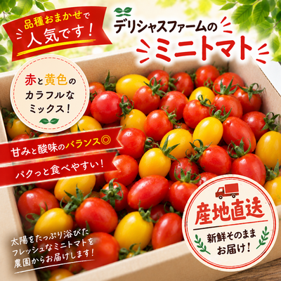 彩りミニトマト　(品種ミックス)詰め合わせ