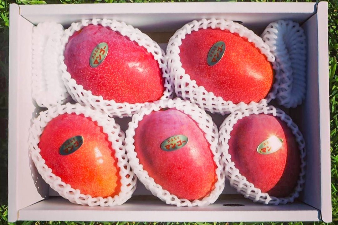 アップルマンゴー(特選) 2kg | アララガマ農園